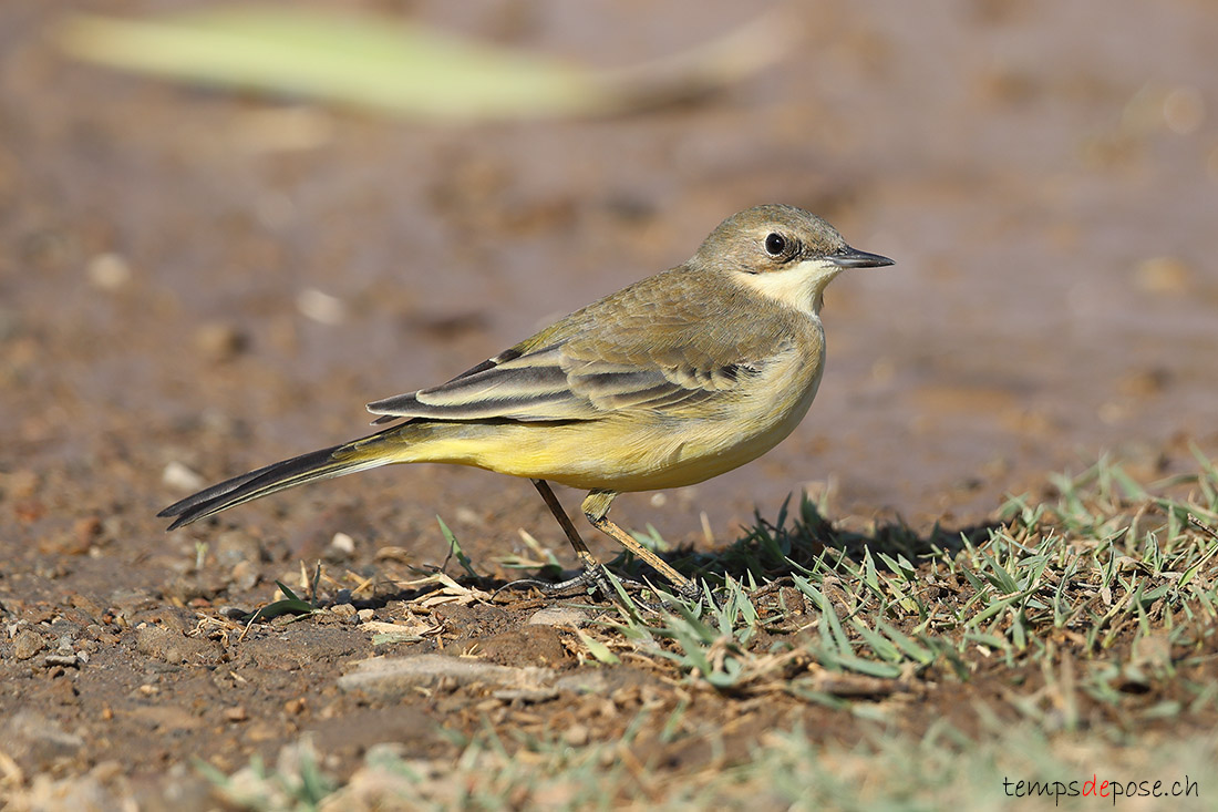 Bergeronnette printani�re - (Motacilla flava)