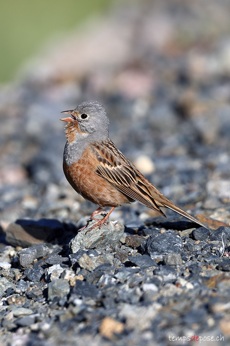 Bruant cendrillard - (Emberiza caesia)