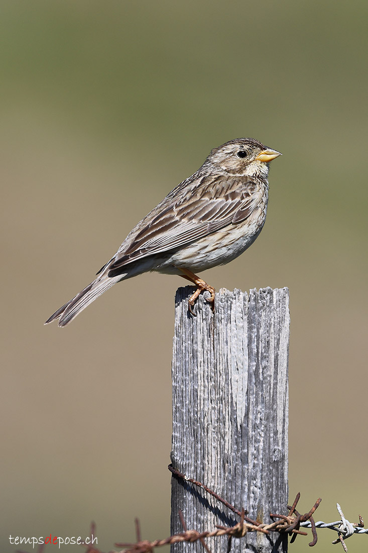 Bruant proyer - (Emberiza calandra)