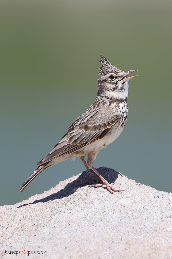 Cochevis hupp� - (Galerida cristata)