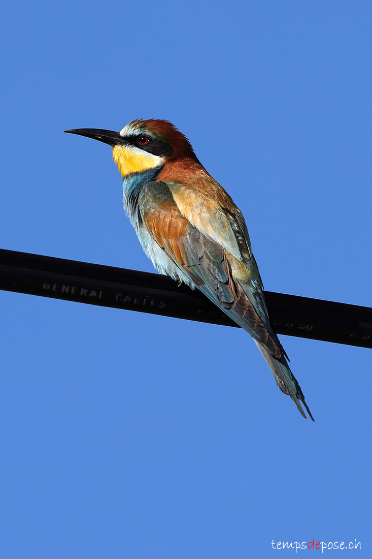 Gu�pier d'Europe - (Merops apiaster)