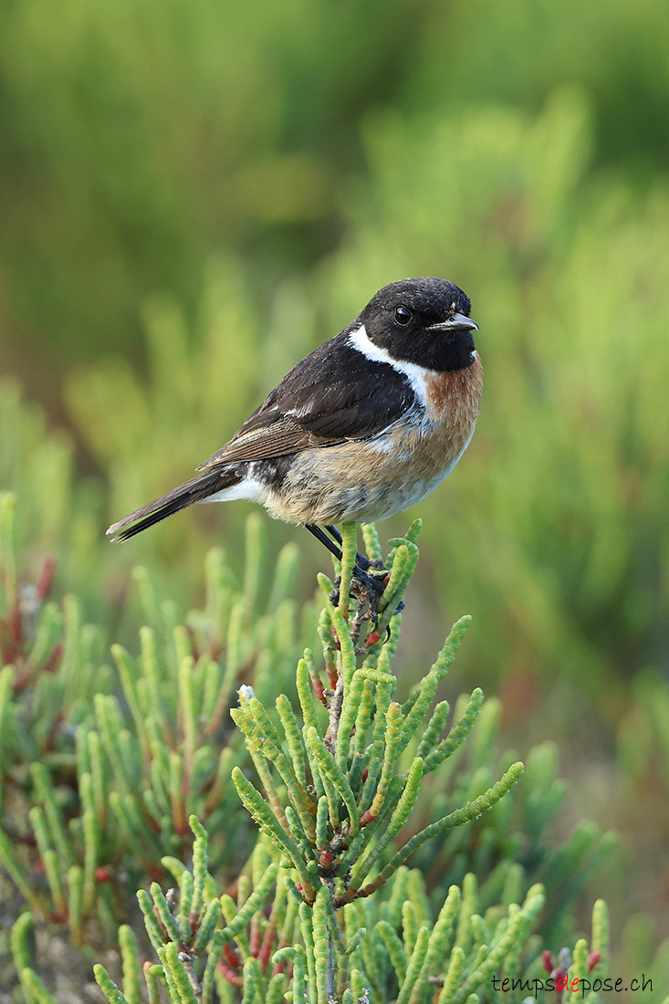 Tarier p�tre - (Saxicola rubicola)
