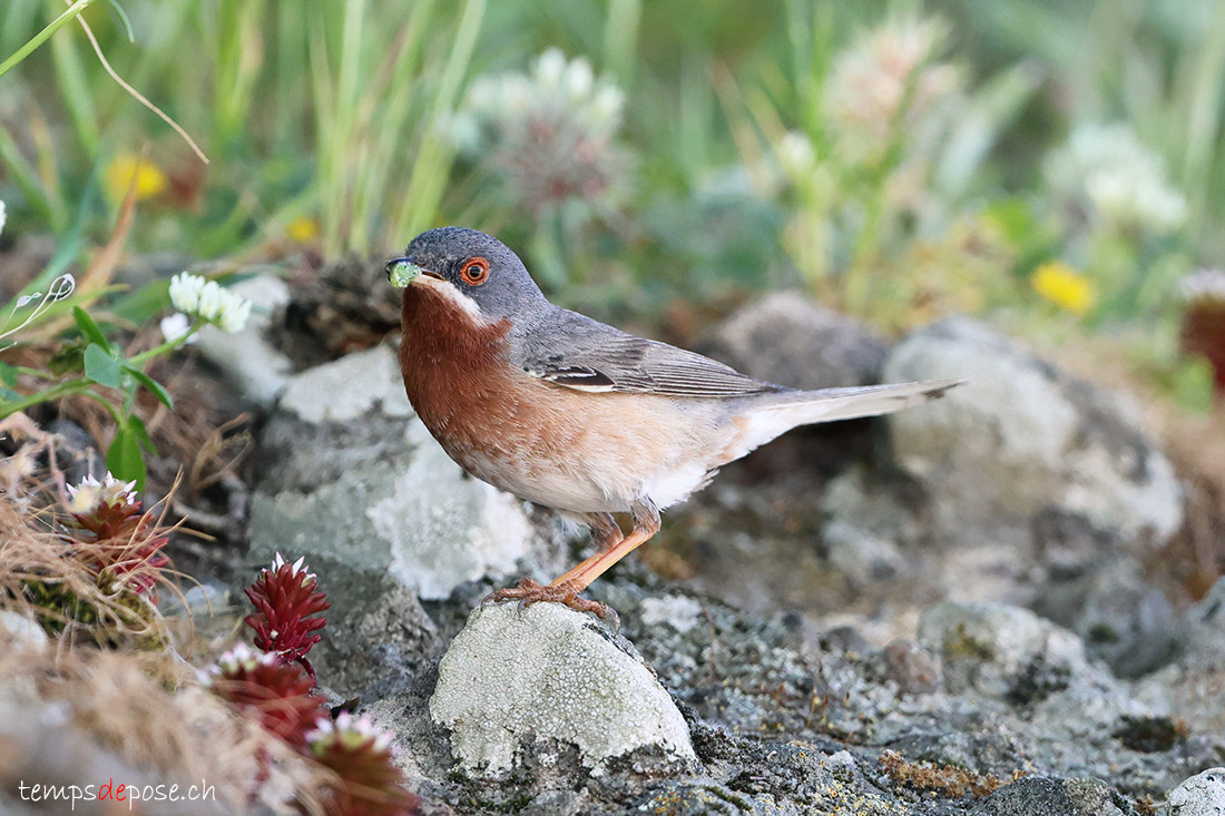 Fauvette des Balkans - (Curruca cantillans)
