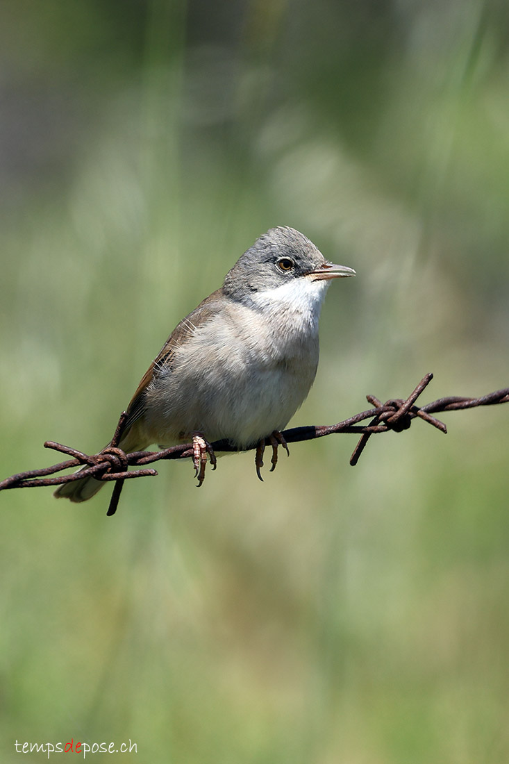 Fauvette grisette - (Curruca communis)