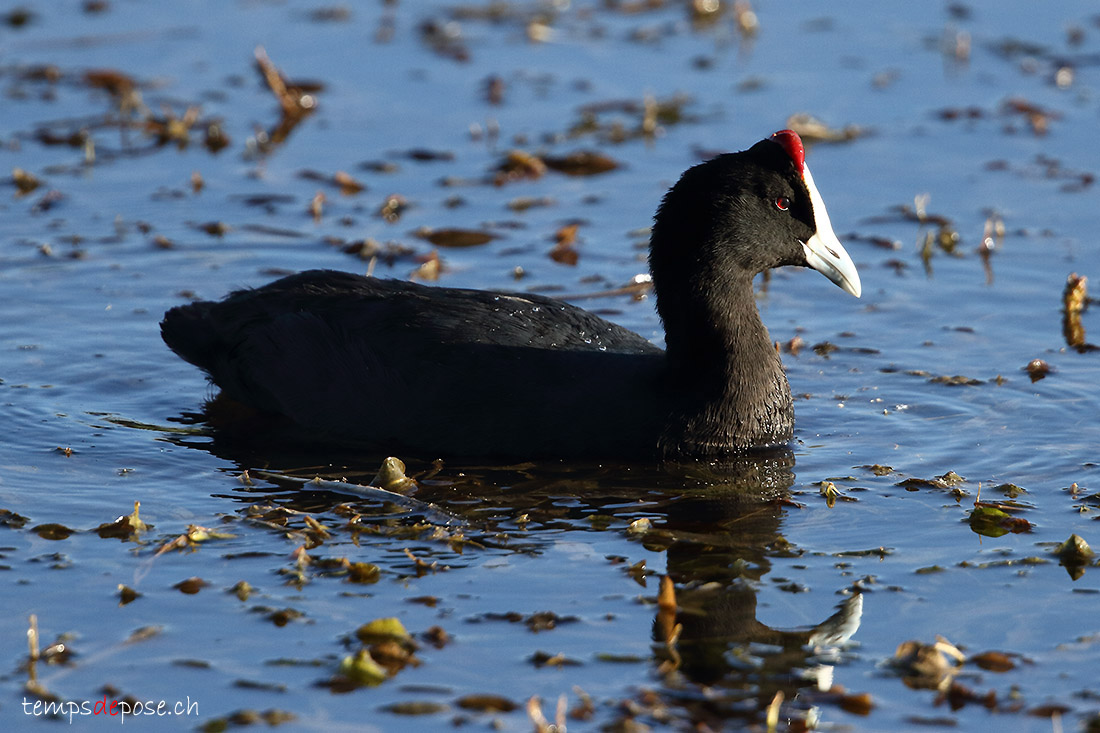 Foulque caroncule - (Fulica cristata)