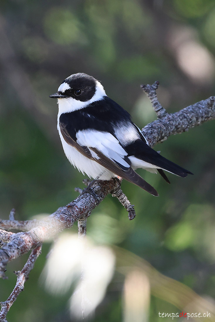 Gobemouche � collier - (Ficedula albicollis)