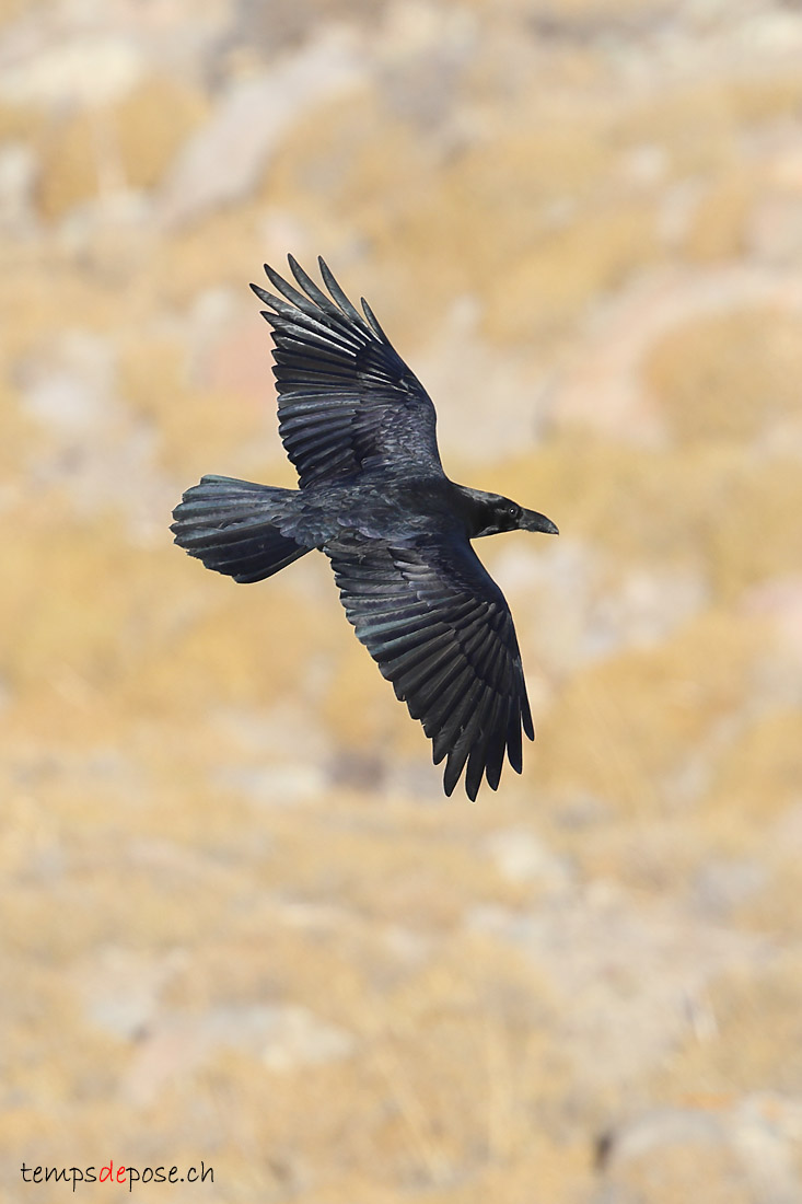 Grand Corbeau - (Corvus corax)