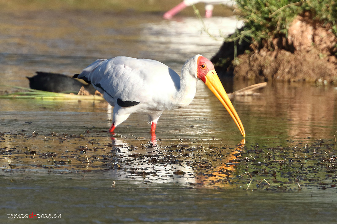 Tantale ibis - (Mycteria ibis)