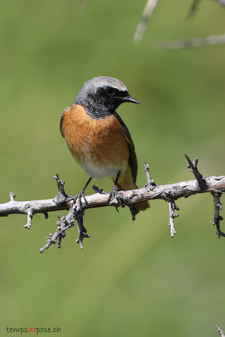 Rougequeue � front blanc - (Phoenicurus phoenicurus) 