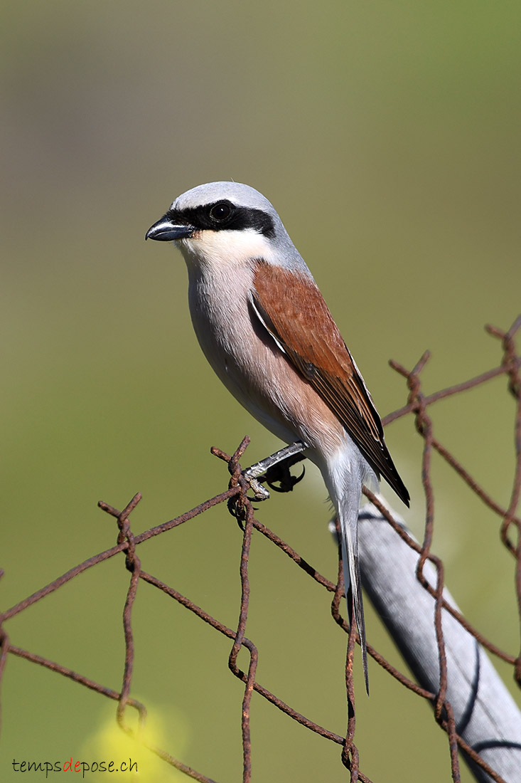 Pie-gri�che �corcheur - (Lanius collurio)