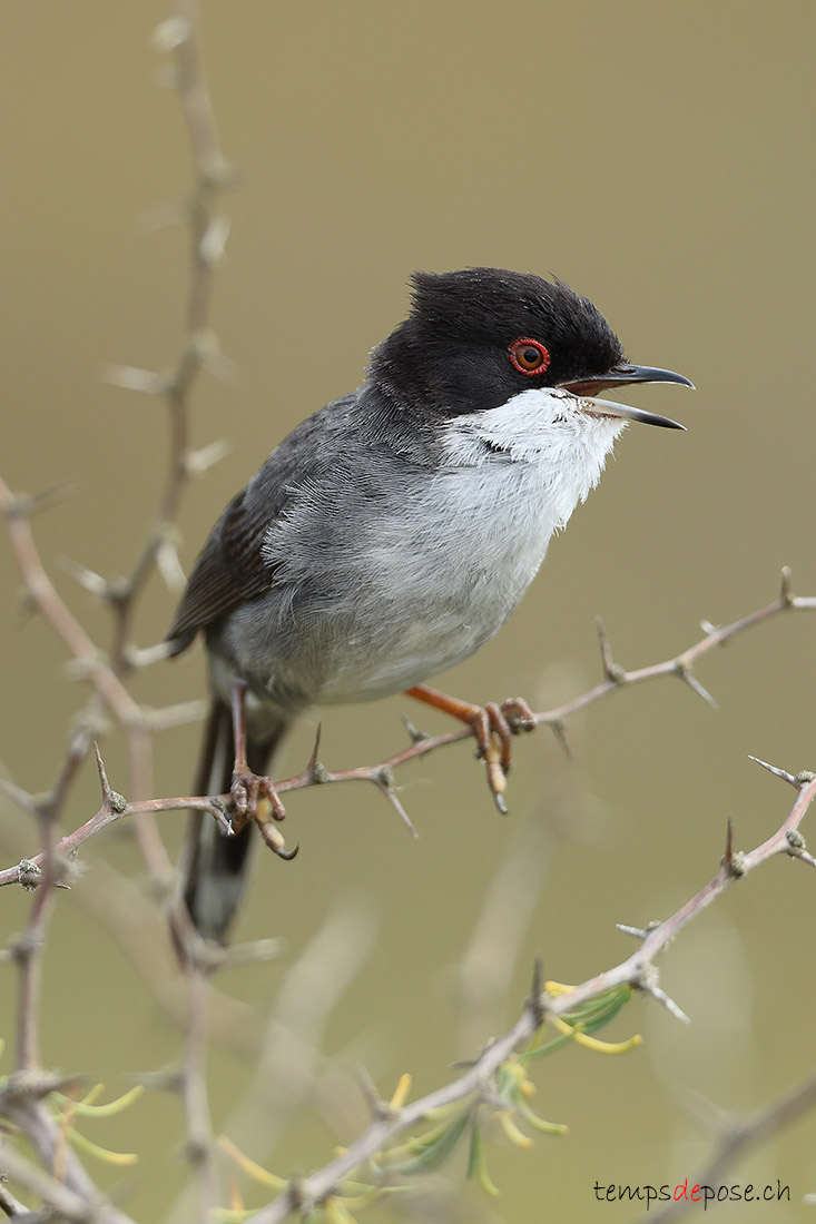 Fauvette m�lanoc�phale - (Curruca melanocephala)