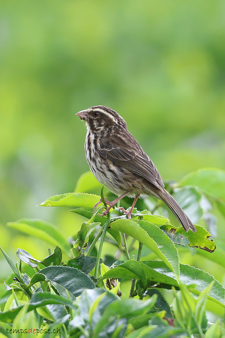 Serin stri - (Crithagra striolata)