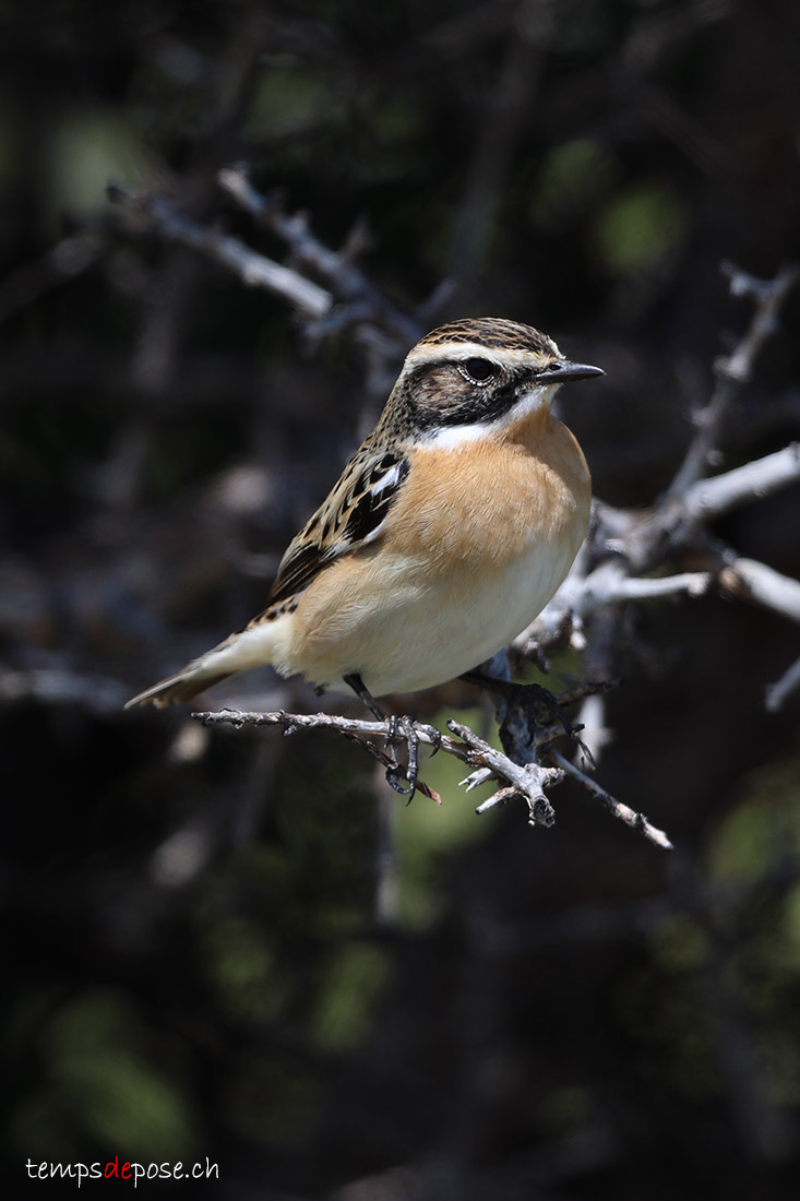 Tarier des pr�s - (Saxicola rubetra)