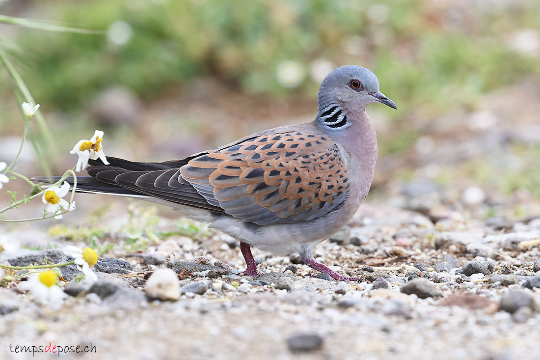 Tourterelle des bois - (Streptopelia turtur)