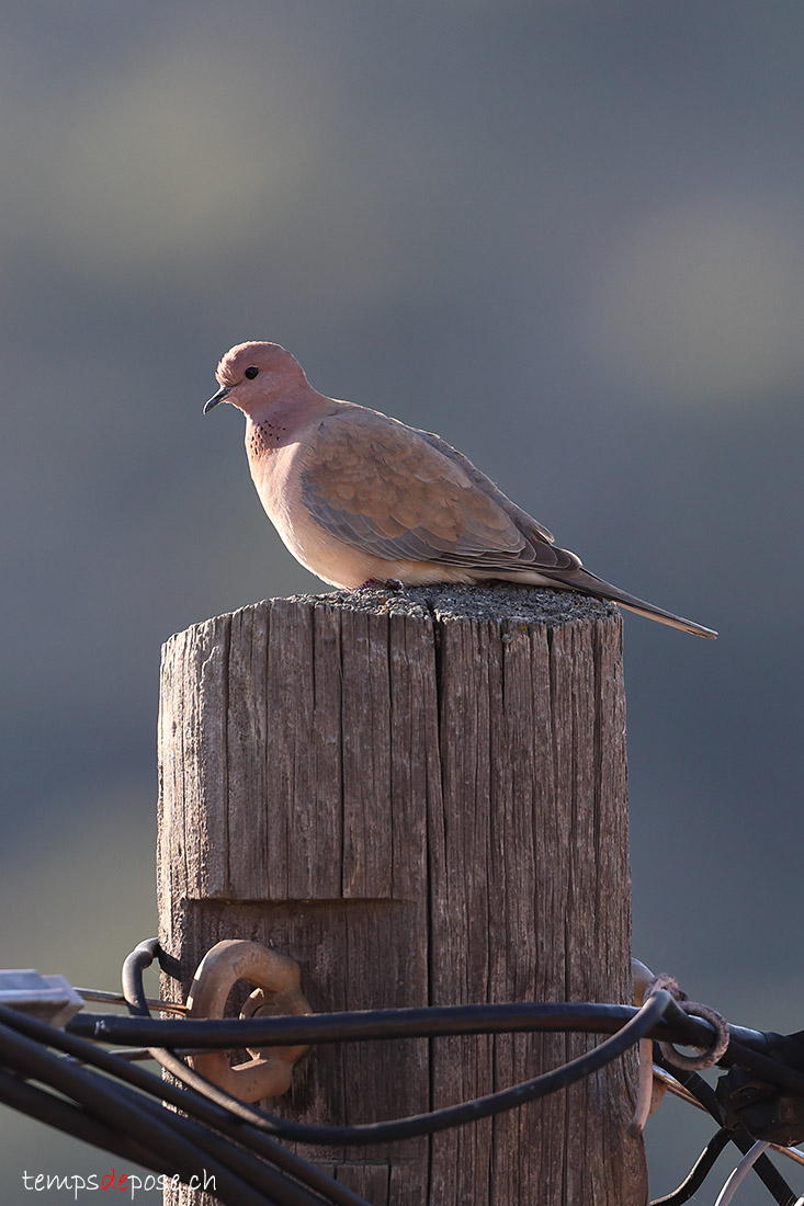 Tourterelle maill�e - (Pilopelia senegalensis)