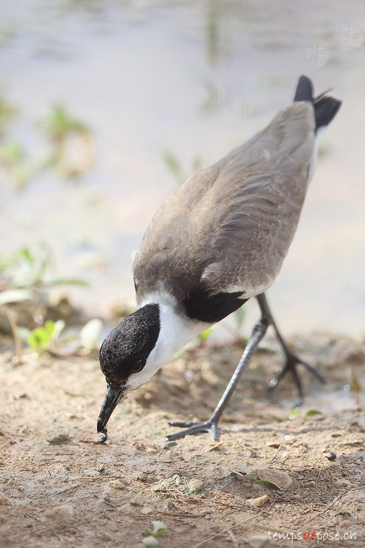 Vanneau � �perons - (Vanellus spinosus)