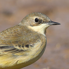 Bergeronnette printani�re - (Motacilla flava)