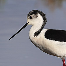 �chasse blanche - (Himantopus himantopus)