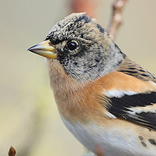 Brambling