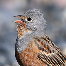 Bruant cendrillard - (Emberiza caesia)