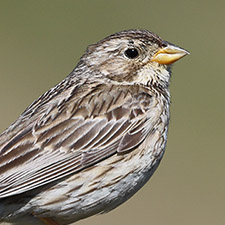 Bruant proyer - (Emberiza calandra)