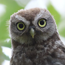 Little Owl - (Athene noctua)