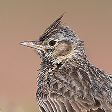 Thekla's Lark - (Galerida theklae)