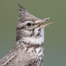 Cochevis hupp� - (Galerida cristata)