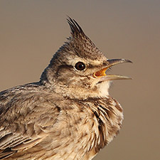 Crested Lark - (Galerida cristata)