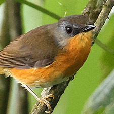 Equatorial Akalat - (Sheppardia aequatorialis)