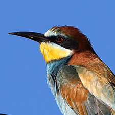 Gu�pier d'Europe - (Merops apiaster)