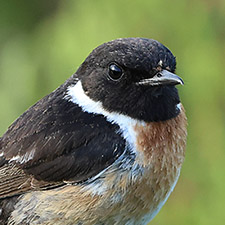 Tarier p�tre - (Saxicola rubicola)