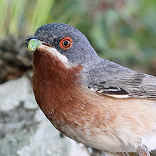 Fauvette des Balkans - (Curruca cantillans)