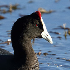 Foulque caroncule - (Fulica cristata)