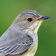 Gobemouche gris - (Muscicapa striata)