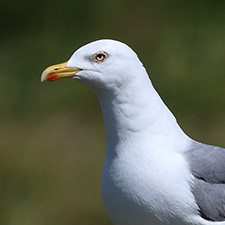 Go�land leucoph�e - (Larus michahellis)