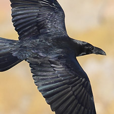 Grand Corbeau - (Corvus corax)