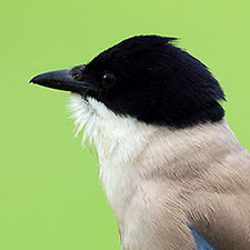 Pie ib�rique - (Cyanopica cooki)