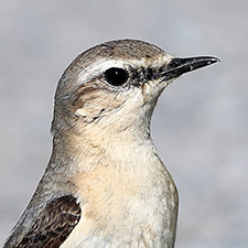 Traquet motteux - (Oenanthe oenanthe)