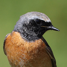 Rougequeue � front blanc - (Phoenicurus phoenicurus) 