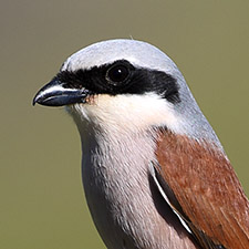 Pie-gri�che �corcheur - (Lanius collurio)