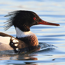 Red-breasted Merganser - (Mergus serrator)