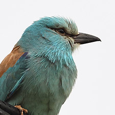 Rollier d'Europe - (Coracias garrulus)