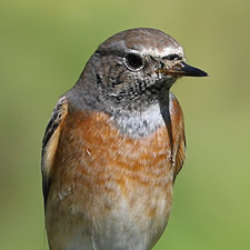 Common Redstart - (Phoenicurus phoenicurus)