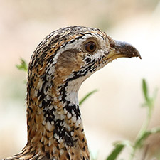 Shelley's Francolin - (Scleroptila shelleyi)