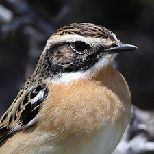 Tarier des pr�s - (Saxicola rubetra)