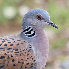 Tourterelle des bois - (Streptopelia turtur)