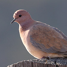 Tourterelle maill�e - (Pilopelia senegalensis)