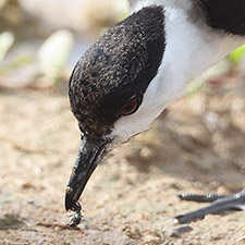 Spur-winged Lapwing - (Vanellus spinosus)