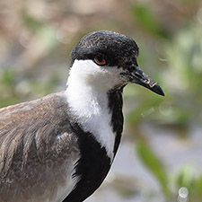 Spur-winged Lapwing - (Vanellus spinosus)